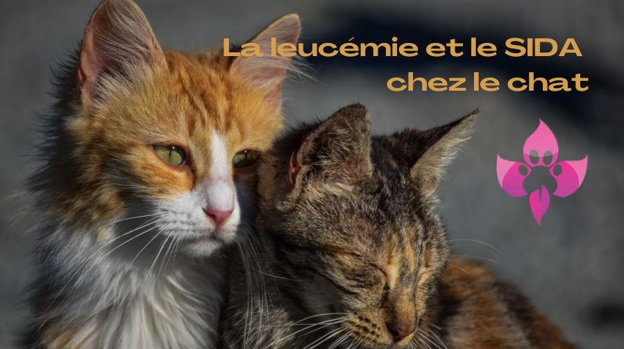 FeLV / FIV – La leucémie et le SIDA du chat. Deux maladies contagieuses souvent rencontrées chez nos chats.